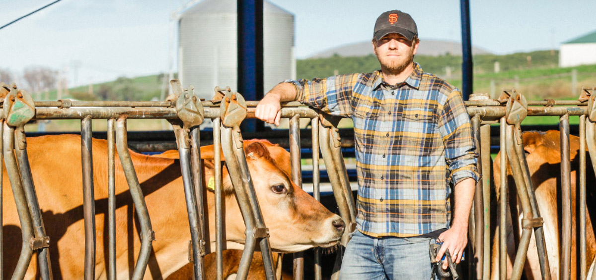 farmer and cows